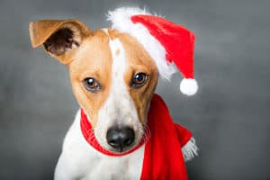 puppy-posing-for-christmas