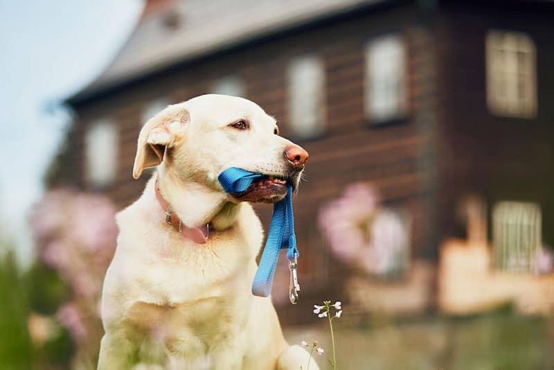 dog-holding-leash